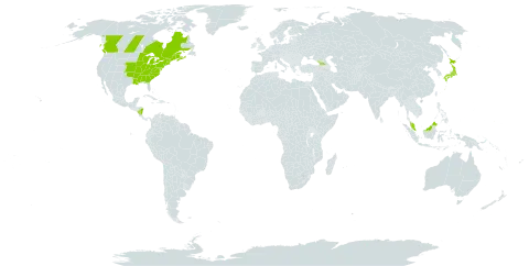 Lobelia inflata world distribution map, present in Åland Islands, Canada, Micronesia (Federated States of), Georgia, Japan, Malaysia, Nicaragua, and United States of America