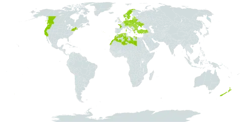 Logfia minima world distribution map, present in Albania, Andorra, Austria, Belgium, Bulgaria, Bosnia and Herzegovina, Belarus, Canada, Switzerland, Czech Republic, Germany, Denmark, Algeria, Spain, Estonia, France, United Kingdom of Great Britain and Northern Ireland, Greece, Croatia, Hungary, Italy, Libya, Lithuania, Luxembourg, Latvia, Morocco, North Macedonia, Montenegro, Netherlands, Norway, New Zealand, Poland, Portugal, Romania, Russian Federation, Serbia, Slovakia, Slovenia, Sweden, Turkey, Ukraine, and United States of America