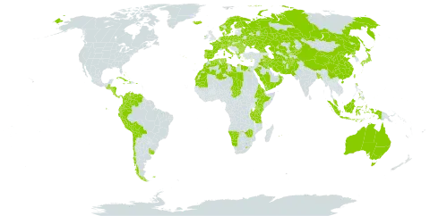 Lolium world distribution map, present in Afghanistan, Åland Islands, Albania, Australia, Austria, Bangladesh, Bulgaria, Bahamas, Belarus, Bermuda, Bolivia (Plurinational State of), Switzerland, Chile, China, Colombia, Costa Rica, Cuba, Cyprus, Czech Republic, Germany, Dominica, Denmark, Algeria, Ecuador, Egypt, Eritrea, Spain, Ethiopia, Finland, Falkland Islands (Malvinas), France, Micronesia (Federated States of), Georgia, Greece, Guatemala, Honduras, Haiti, Hungary, Indonesia, Ireland, Iran (Islamic Republic of), Iraq, Iceland, Italy, Jamaica, Japan, Kazakhstan, Kenya, Kyrgyzstan, Kuwait, Libya, Lesotho, Morocco, Mauritania, Mauritius, Malaysia, Namibia, Norfolk Island, Nicaragua, Netherlands, Norway, Nepal, Oman, Pakistan, Panama, Peru, Philippines, Palau, Poland, Puerto Rico, Korea (Democratic People's Republic of), Portugal, Réunion, Romania, Russian Federation, Saudi Arabia, Singapore, Svalbard and Jan Mayen, Sweden, Turks and Caicos Islands, Chad, Turkmenistan, Tunisia, Taiwan, Province of China, Tanzania, United Republic of, Ukraine, Uruguay, Uzbekistan, Venezuela (Bolivarian Republic of), Yemen, and Zimbabwe