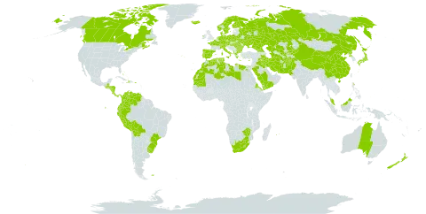 Lolium perenne world distribution map, present in Afghanistan, Åland Islands, Albania, Australia, Austria, Bulgaria, Bahamas, Belarus, Bolivia (Plurinational State of), Brazil, Canada, Switzerland, China, Colombia, Costa Rica, Cyprus, Czech Republic, Germany, Dominica, Denmark, Algeria, Ecuador, Egypt, Eritrea, Spain, Finland, Falkland Islands (Malvinas), France, Micronesia (Federated States of), Georgia, Greece, Guatemala, Honduras, Haiti, Hungary, Ireland, Iran (Islamic Republic of), Iraq, Iceland, Italy, Japan, Kazakhstan, Kyrgyzstan, Libya, Lesotho, Morocco, Mauritania, Mauritius, Malaysia, Norfolk Island, Nicaragua, Netherlands, Norway, Nepal, New Zealand, Pakistan, Panama, Peru, Palau, Poland, Puerto Rico, Korea (Democratic People's Republic of), Portugal, Réunion, Romania, Russian Federation, Saudi Arabia, Singapore, Sweden, Turks and Caicos Islands, Turkmenistan, Tunisia, Ukraine, Uruguay, Uzbekistan, Venezuela (Bolivarian Republic of), Yemen, South Africa, and Zimbabwe