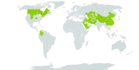 Lolium persicum world distribution map, present in Afghanistan, Canada, China, Colombia, Iran (Islamic Republic of), Iraq, Kazakhstan, Kyrgyzstan, Pakistan, Palau, Saudi Arabia, Turks and Caicos Islands, Turkmenistan, United States of America, Uzbekistan, and Yemen