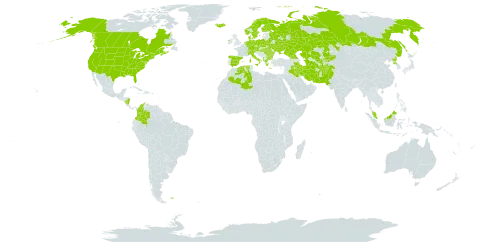 Lolium pratense world distribution map, present in Afghanistan, Åland Islands, Albania, Austria, Bulgaria, Belarus, Canada, Switzerland, Colombia, Czech Republic, Germany, Denmark, Algeria, Spain, Finland, Falkland Islands (Malvinas), France, Micronesia (Federated States of), Georgia, Greece, Hungary, Ireland, Iran (Islamic Republic of), Iraq, Iceland, Italy, Kazakhstan, Kyrgyzstan, Malaysia, Nicaragua, Netherlands, Norway, Pakistan, Palau, Poland, Korea (Democratic People's Republic of), Romania, Russian Federation, Svalbard and Jan Mayen, Sweden, Turks and Caicos Islands, Turkmenistan, Ukraine, United States of America, and Uzbekistan