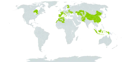 Lolium remotum world distribution map, present in Afghanistan, Belarus, Canada, China, Czech Republic, Algeria, Spain, Finland, France, Hungary, Indonesia, Ireland, Italy, Kazakhstan, Morocco, Netherlands, Pakistan, Portugal, Ukraine, and Uzbekistan