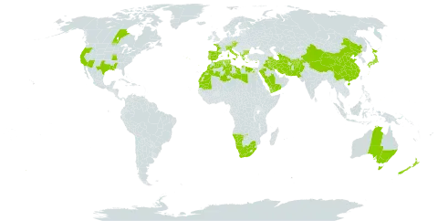 Lolium rigidum world distribution map, present in Afghanistan, Albania, Australia, Austria, Bulgaria, Canada, Switzerland, China, Cyprus, Czech Republic, Algeria, Egypt, Spain, France, Greece, Iran (Islamic Republic of), Iraq, Italy, Japan, Kuwait, Libya, Morocco, Mauritania, Namibia, Norfolk Island, New Zealand, Pakistan, Palau, Portugal, Saudi Arabia, Singapore, Turks and Caicos Islands, Turkmenistan, Tunisia, United States of America, Yemen, and South Africa