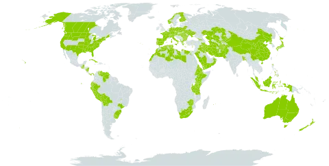 Lolium temulentum world distribution map, present in Afghanistan, Åland Islands, Albania, Australia, Austria, Bangladesh, Bulgaria, Belarus, Bolivia (Plurinational State of), Brazil, Canada, Switzerland, China, Cuba, Cyprus, Czech Republic, Germany, Algeria, Ecuador, Egypt, Eritrea, Spain, Ethiopia, Finland, France, Micronesia (Federated States of), Georgia, Greece, Guatemala, Hungary, Indonesia, Iran (Islamic Republic of), Iraq, Italy, Japan, Kazakhstan, Kenya, Kyrgyzstan, Kuwait, Libya, Lesotho, Morocco, Mauritius, Malaysia, Nicaragua, Norway, Nepal, New Zealand, Oman, Pakistan, Panama, Peru, Philippines, Palau, Poland, Korea (Democratic People's Republic of), Portugal, Réunion, Romania, Saudi Arabia, Singapore, Turks and Caicos Islands, Turkmenistan, Tunisia, Tanzania, United Republic of, Ukraine, Uruguay, United States of America, Uzbekistan, Venezuela (Bolivarian Republic of), Yemen, South Africa, and Zimbabwe