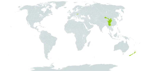 Lonicera ligustrina var. yunnanensis world distribution map, present in China, Spain, New Zealand, and Slovakia