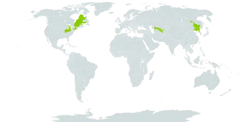 Lonicera ruprechtiana world distribution map, present in Canada, China, Korea (Democratic People's Republic of), United States of America, and Uzbekistan