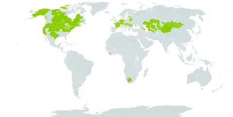 Lonicera tatarica world distribution map, present in Austria, Azerbaijan, Bosnia and Herzegovina, Belarus, Canada, China, Germany, Estonia, France, Georgia, Croatia, Hungary, Kazakhstan, Kyrgyzstan, Liberia, Latvia, Mongolia, Netherlands, Romania, Slovakia, Turkmenistan, Ukraine, United States of America, Uzbekistan, and South Africa