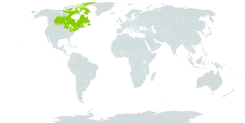 Lonicera villosa world distribution map, present in Canada, France, Saint Pierre and Miquelon, and United States of America