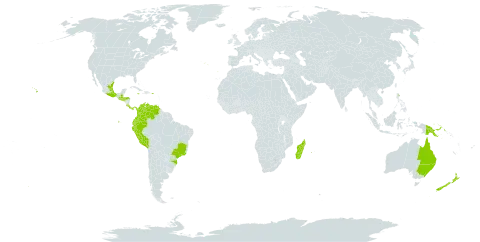 Lophospermum erubescens world distribution map, present in Australia, Brazil, Colombia, Costa Rica, Ecuador, Guatemala, Honduras, Jamaica, Madagascar, Mexico, New Zealand, Panama, Peru, Papua New Guinea, Puerto Rico, Portugal, Réunion, El Salvador, United States of America, and Venezuela (Bolivarian Republic of)