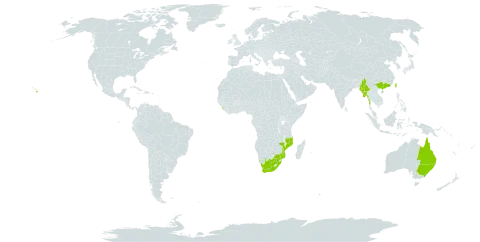 Lophostemon confertus world distribution map, present in Australia, China, Sri Lanka, Myanmar, Mozambique, Taiwan, Province of China, United States of America, and South Africa