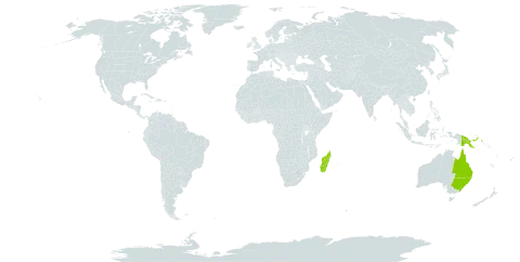 Lophostemon suaveolens world distribution map, present in Australia, Madagascar, and Papua New Guinea