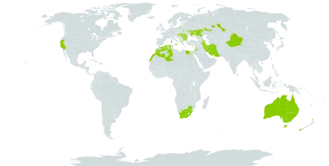 Lotus angustissimus world distribution map, present in Albania, Australia, Azerbaijan, Bulgaria, China, Cyprus, Algeria, Egypt, Spain, France, Georgia, Greece, Hungary, Iran (Islamic Republic of), Italy, Jordan, Kazakhstan, Lebanon, Morocco, New Zealand, Portugal, Romania, Russian Federation, Ukraine, United States of America, and South Africa