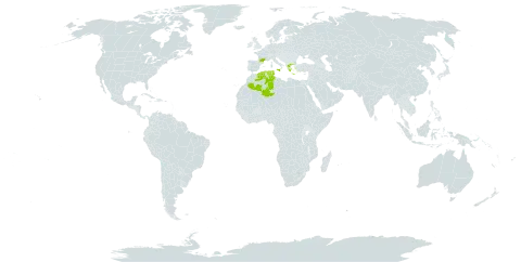 Lotus biflorus world distribution map, present in Algeria, France, Greece, Italy, Malta, and Tunisia