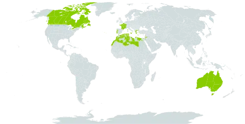 Lotus creticus world distribution map, present in Australia, Canada, Algeria, Egypt, France, Greece, Italy, Jordan, Lebanon, Libya, Morocco, Malta, Portugal, and Tunisia