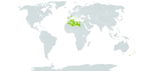 Lotus hirsutus world distribution map, present in Albania, Cyprus, Algeria, Spain, France, Greece, Italy, Jordan, Lebanon, Libya, New Zealand, and Portugal