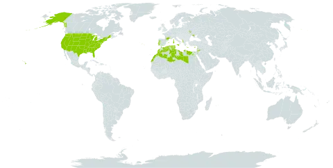 Lotus ornithopodioides world distribution map, present in Albania, Cyprus, Algeria, Egypt, Spain, France, Greece, Italy, Jordan, Lebanon, Libya, Morocco, Malta, Portugal, Tunisia, Ukraine, and United States of America