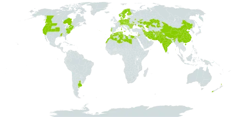 Lotus tenuis world distribution map, present in Afghanistan, Albania, Argentina, Armenia, Austria, Azerbaijan, Belgium, Bulgaria, Canada, Switzerland, China, Cyprus, Czech Republic, Germany, Denmark, Algeria, Egypt, Spain, Finland, France, Georgia, Greece, Hungary, India, Iran (Islamic Republic of), Italy, Jordan, Kazakhstan, Lebanon, Libya, Lithuania, Morocco, Moldova (Republic of), Malta, Netherlands, Norway, New Zealand, Pakistan, Poland, Portugal, Romania, Russian Federation, Slovakia, Sweden, Turkmenistan, Tunisia, Ukraine, and United States of America