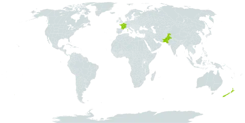 Lotus tenuis world distribution map, present in France, India, New Zealand, and Pakistan