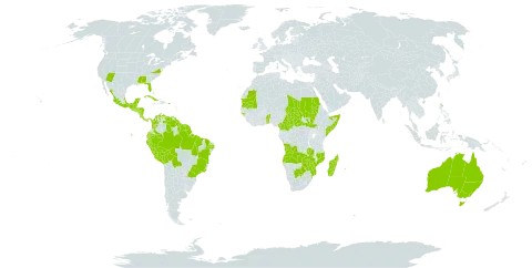 Ludwigia erecta world distribution map, present in Angola, Anguilla, American Samoa, Antigua and Barbuda, Australia, Benin, Bonaire, Sint Eustatius and Saba, Burkina Faso, Bahamas, Belize, Bolivia (Plurinational State of), Brazil, Barbados, Botswana, Central African Republic, Cameroon, Cook Islands, Colombia, Costa Rica, Cuba, Cayman Islands, Dominica, Ecuador, Guadeloupe, Guinea-Bissau, Grenada, Guatemala, French Guiana, Guyana, Honduras, Jamaica, Saint Lucia, Madagascar, Mexico, Mozambique, Mauritania, Montserrat, Martinique, Nicaragua, Panama, Peru, Puerto Rico, Paraguay, Réunion, Sudan, El Salvador, Somalia, South Sudan, Sao Tome and Principe, Suriname, Seychelles, Chad, Togo, Tonga, Trinidad and Tobago, United States of America, Venezuela (Bolivarian Republic of), Samoa, Zambia, and Zimbabwe