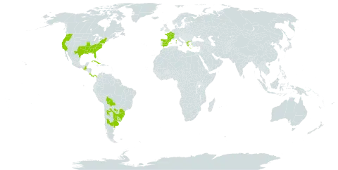 Ludwigia grandiflora world distribution map, present in Argentina, Bolivia (Plurinational State of), Brazil, Costa Rica, Cuba, Spain, France, Greece, Guatemala, Panama, Paraguay, Uruguay, and United States of America