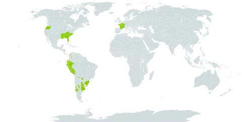 Ludwigia grandiflora subsp. hexapetala world distribution map, present in Argentina, Bolivia (Plurinational State of), Brazil, Chile, Colombia, Ecuador, France, Peru, Paraguay, Uruguay, and United States of America