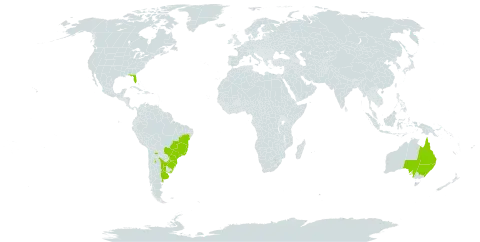 Ludwigia longifolia world distribution map, present in Argentina, Australia, Bolivia (Plurinational State of), Brazil, Paraguay, Uruguay, and United States of America