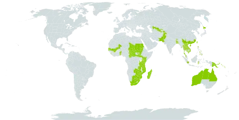 Ludwigia perennis world distribution map, present in Afghanistan, Australia, Benin, Burkina Faso, Bangladesh, Bhutan, Botswana, Central African Republic, China, Hong Kong, Indonesia, Japan, Kenya, Cambodia, Lao People's Democratic Republic, Sri Lanka, Madagascar, Mali, Myanmar, Mozambique, Malawi, Malaysia, Nepal, Pakistan, Philippines, Papua New Guinea, Sudan, Senegal, Solomon Islands, South Sudan, eSwatini, Chad, Togo, Thailand, Tajikistan, Taiwan, Province of China, Tanzania, United Republic of, Uganda, Uzbekistan, Viet Nam, South Africa, Zambia, and Zimbabwe