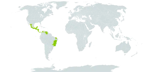 Luehea candida world distribution map, present in Brazil, Colombia, Costa Rica, Guatemala, Honduras, Mexico, Nicaragua, Panama, and Venezuela (Bolivarian Republic of)