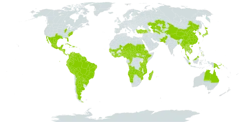 Luffa aegyptiaca world distribution map, present in Angola, Argentina, American Samoa, Antigua and Barbuda, Australia, Azerbaijan, Burundi, Benin, Burkina Faso, Bangladesh, Belize, Bolivia (Plurinational State of), Brazil, Barbados, Bhutan, Central African Republic, China, Côte d'Ivoire, Cameroon, Congo, Cook Islands, Colombia, Comoros, Costa Rica, Cuba, Dominica, Dominican Republic, Ecuador, Ethiopia, Fiji, Micronesia (Federated States of), Ghana, Guinea, Guadeloupe, Gambia, Guinea-Bissau, Equatorial Guinea, Grenada, Guatemala, French Guiana, Guam, Guyana, Honduras, Haiti, Indonesia, India, Jamaica, Japan, Kazakhstan, Kenya, Cambodia, Korea (Republic of), Lao People's Democratic Republic, Liberia, Saint Lucia, Madagascar, Maldives, Mexico, Mali, Myanmar, Mozambique, Martinique, Mauritius, Malawi, Malaysia, Namibia, Niger, Nigeria, Nicaragua, Niue, Nepal, Pakistan, Panama, Peru, Philippines, Palau, Papua New Guinea, Puerto Rico, Paraguay, Réunion, Rwanda, Sudan, Senegal, Sierra Leone, El Salvador, South Sudan, Sao Tome and Principe, Suriname, Seychelles, Chad, Togo, Thailand, Tajikistan, Turkmenistan, Tonga, Trinidad and Tobago, Turkey, Taiwan, Province of China, Tanzania, United Republic of, United States of America, Uzbekistan, Venezuela (Bolivarian Republic of), Viet Nam, Samoa, Zambia, and Zimbabwe