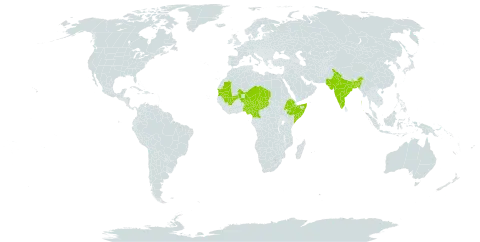 Luffa echinata world distribution map, present in Bangladesh, Cameroon, Ethiopia, India, Mali, Mauritania, Niger, Nigeria, Nepal, Pakistan, Somalia, and Chad