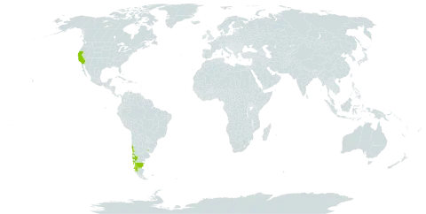 Luma apiculata world distribution map, present in Argentina, Chile, Uruguay, and United States of America