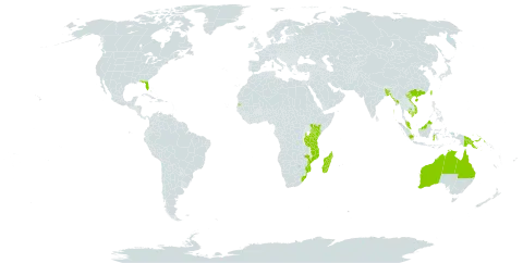 Lumnitzera racemosa world distribution map, present in Australia, Bangladesh, Brunei Darussalam, China, Indonesia, India, Kenya, Cambodia, Sri Lanka, Madagascar, Maldives, Myanmar, Mozambique, Malaysia, Mayotte, Philippines, Papua New Guinea, Singapore, Seychelles, Taiwan, Province of China, Tanzania, United Republic of, United States of America, Viet Nam, and South Africa