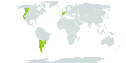 Lupinus arboreus world distribution map, present in Argentina, Brazil, Canada, Chile, Falkland Islands (Malvinas), France, New Zealand, and United States of America