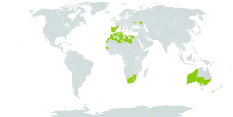 Lupinus cosentinii world distribution map, present in Australia, Algeria, Egypt, Spain, France, Italy, Libya, Sri Lanka, Morocco, New Zealand, Portugal, Russian Federation, Senegal, Tunisia, Ukraine, and South Africa