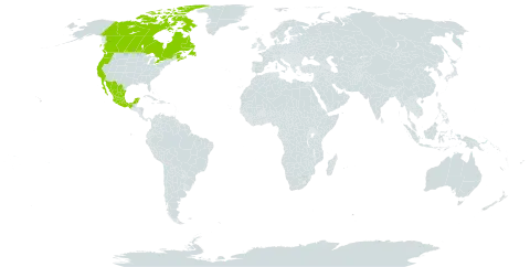 Lupinus densiflorus world distribution map, present in Canada, Mexico, and United States of America