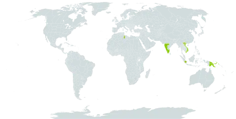 Luvunga sarmentosa world distribution map, present in Indonesia, India, Libya, Papua New Guinea, and Viet Nam