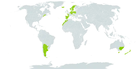 Luzula congesta world distribution map, present in Andorra, Argentina, Australia, Belgium, Germany, Denmark, Spain, France, United Kingdom of Great Britain and Northern Ireland, Croatia, Iceland, Morocco, Netherlands, Norway, New Zealand, Poland, Portugal, Sweden, and United States of America