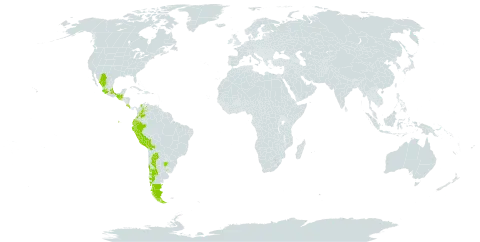 Luzula racemosa world distribution map, present in Argentina, Bolivia (Plurinational State of), Chile, Colombia, Costa Rica, Ecuador, Guatemala, Mexico, Peru, Uruguay, and Venezuela (Bolivarian Republic of)