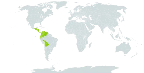 Lycianthes amatitlanensis world distribution map, present in Belize, Bolivia (Plurinational State of), Brazil, Colombia, Costa Rica, Ecuador, Guatemala, Honduras, Mexico, Nicaragua, Panama, and Venezuela (Bolivarian Republic of)