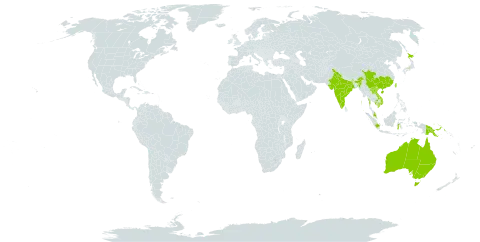 Lycianthes biflora world distribution map, present in Australia, China, Indonesia, India, Japan, Cambodia, Lao People's Democratic Republic, Myanmar, Malaysia, Nepal, Philippines, Papua New Guinea, Taiwan, Province of China, and Viet Nam