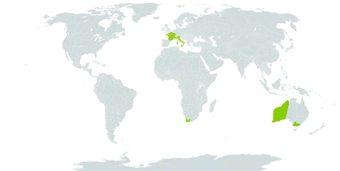 Lycium afrum world distribution map, present in Australia, France, Italy, and South Africa