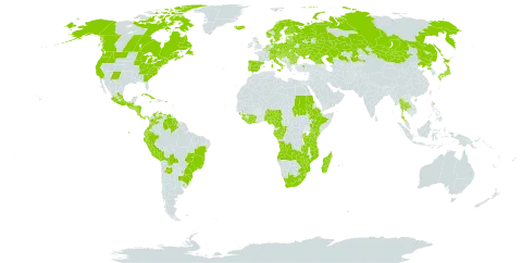 Lycopodium clavatum world distribution map, present in Angola, Andorra, Argentina, Austria, Burundi, Belgium, Bulgaria, Bosnia and Herzegovina, Belarus, Bolivia (Plurinational State of), Brazil, Canada, Switzerland, China, Côte d'Ivoire, Cameroon, Congo, Colombia, Comoros, Costa Rica, Cuba, Czech Republic, Germany, Denmark, Ecuador, Spain, Estonia, Ethiopia, Finland, France, Gabon, United Kingdom of Great Britain and Northern Ireland, Georgia, Guinea, Guadeloupe, Equatorial Guinea, Guatemala, Guyana, Honduras, Croatia, Hungary, Iceland, Italy, Jamaica, Japan, Kazakhstan, Kenya, Liberia, Liechtenstein, Lesotho, Lithuania, Luxembourg, Latvia, Madagascar, Mexico, North Macedonia, Montenegro, Mongolia, Mozambique, Martinique, Mauritius, Malawi, Nigeria, Nicaragua, Netherlands, Norway, Panama, Peru, Poland, Puerto Rico, Korea (Democratic People's Republic of), Portugal, Paraguay, Réunion, Romania, Russian Federation, Rwanda, Sudan, Sierra Leone, El Salvador, Saint Pierre and Miquelon, Serbia, Sao Tome and Principe, Slovakia, Slovenia, Sweden, eSwatini, Thailand, Turkey, Tanzania, United Republic of, Uganda, Ukraine, Uruguay, United States of America, Venezuela (Bolivarian Republic of), South Africa, Zambia, and Zimbabwe