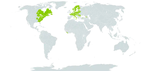 Lycopodium tristachyum world distribution map, present in Austria, Belgium, Belarus, Canada, Switzerland, Czech Republic, Germany, Denmark, Estonia, Finland, France, Georgia, Hungary, Italy, Liberia, Lithuania, Luxembourg, Latvia, Netherlands, Norway, Poland, Romania, Slovenia, Sweden, Turkey, and United States of America