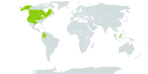 Lycopus asper world distribution map, present in Canada, Colombia, Micronesia (Federated States of), Malaysia, and United States of America