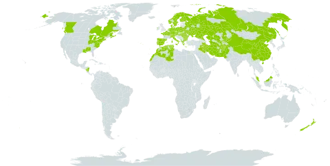 Lycopus europaeus world distribution map, present in Afghanistan, Åland Islands, Albania, Austria, Bulgaria, Belarus, Canada, Switzerland, China, Czech Republic, Germany, Denmark, Algeria, Spain, Finland, France, Micronesia (Federated States of), Greece, Hungary, Ireland, Iran (Islamic Republic of), Iraq, Italy, Kazakhstan, Kyrgyzstan, Morocco, Malaysia, Nicaragua, Netherlands, Norway, New Zealand, Pakistan, Palau, Poland, Portugal, Romania, Russian Federation, Sweden, Turks and Caicos Islands, Turkmenistan, Tunisia, Ukraine, United States of America, and Uzbekistan