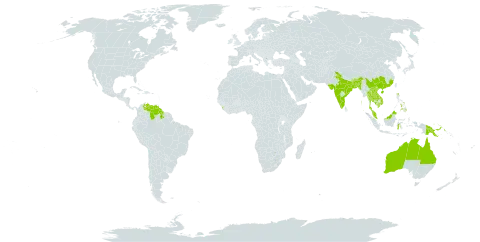 Lygodium flexuosum world distribution map, present in Australia, Bangladesh, Bhutan, China, Guyana, Hong Kong, Indonesia, India, Cambodia, Lao People's Democratic Republic, Sri Lanka, Myanmar, Malaysia, Nepal, Philippines, Papua New Guinea, Singapore, Thailand, Venezuela (Bolivarian Republic of), and Viet Nam