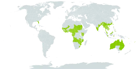 Lygodium microphyllum world distribution map, present in Angola, Australia, Burundi, Benin, Bangladesh, Central African Republic, China, Côte d'Ivoire, Cameroon, Congo, Fiji, Micronesia (Federated States of), Gabon, Ghana, Guinea, Gambia, Guinea-Bissau, Equatorial Guinea, Guam, Hong Kong, Indonesia, India, Jamaica, Kenya, Cambodia, Lao People's Democratic Republic, Liberia, Sri Lanka, Mali, Myanmar, Northern Mariana Islands, Mozambique, Mauritius, Malawi, Malaysia, Nigeria, Nepal, Philippines, Palau, Papua New Guinea, Sudan, Senegal, Singapore, Solomon Islands, Sierra Leone, Chad, Thailand, Taiwan, Province of China, Tanzania, United Republic of, Uganda, Uruguay, United States of America, Viet Nam, South Africa, Zambia, and Zimbabwe