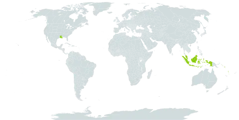 Lygodium trifurcatum world distribution map, present in Indonesia, Malaysia, Papua New Guinea, Solomon Islands, United States of America, and Vanuatu