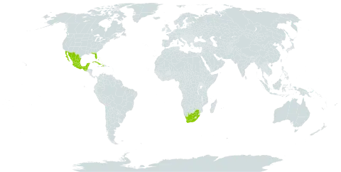 Lysiloma latisiliquum world distribution map, present in Bonaire, Sint Eustatius and Saba, Bahamas, Belize, Cuba, Guatemala, Haiti, Mexico, Singapore, United States of America, and South Africa